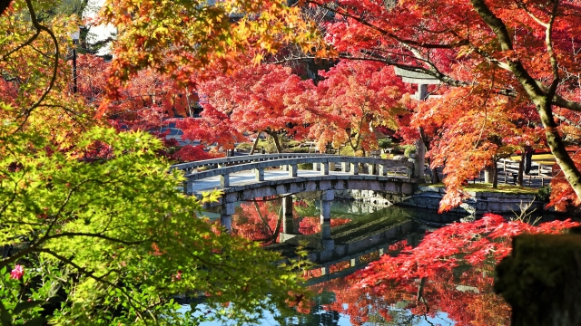 京都の紅葉の見どころは？名所やライトアップでおすすめは？