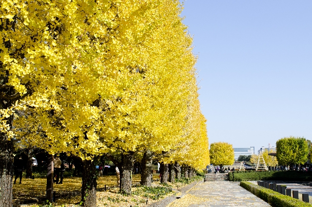 昭和記念公園の紅葉デートはどう？見頃は？駐車場はある？