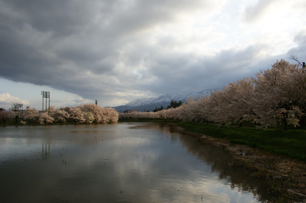 新潟の高田公園の桜情報は？見頃は？アクセスは？
