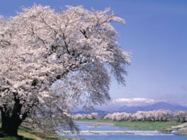 一目千本桜を見るにはどのようなアクセスがある？どこで見るの？満開はいつくらい？